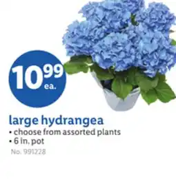 Lidl large hydrangea offer