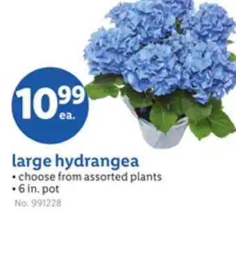 Lidl large hydrangea offer