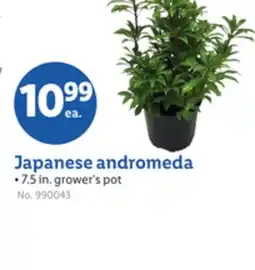 Lidl Japanese andromeda offer