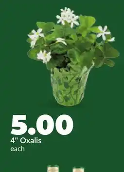 Hy-Vee 4 Oxalis offer
