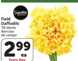 Albertsons Field Daffodils offer