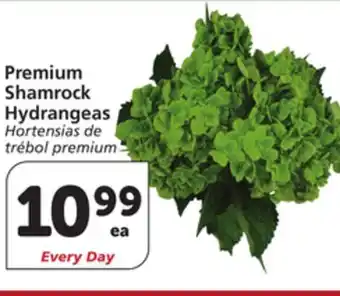 Albertsons Premium Shamrock Hydrangeas offer