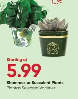 Stater Bros Shamrock or Succulent Plants offer