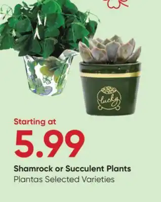 Stater Bros Shamrock or Succulent Plants offer