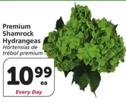 Vons Premium Shamrock Hydrangeas offer