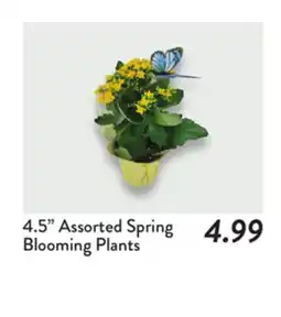 Fresh Thyme 4.5 Assorted Spring Blooming Plants offer