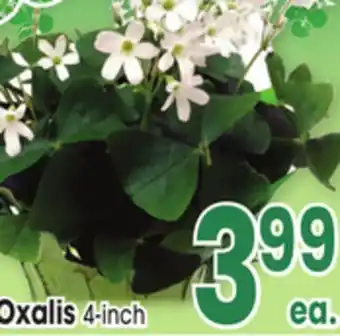 Jewel-Osco Oxalis offer