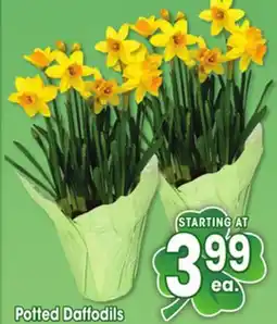 Jewel-Osco Potted Daffodils offer