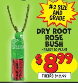 Ollie's DRY ROOT ROSE BUSH offer