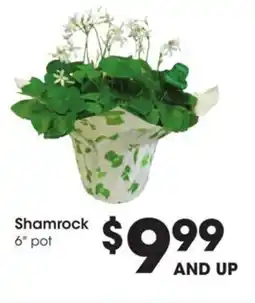 Kroger Shamrock 6" pot offer