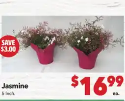 Vallarta Supermarkets Jasmine offer