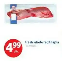 Lidl Fresh whole red tilapia offer