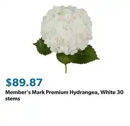 Sam's Club Member's Mark Premium Hydrangea, White 30 stems offer