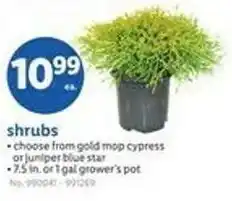 Lidl Shrubs offer