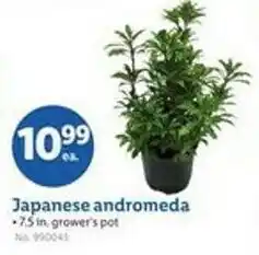 Lidl Japanese andromeda offer