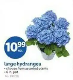 Lidl Large hydrangea offer