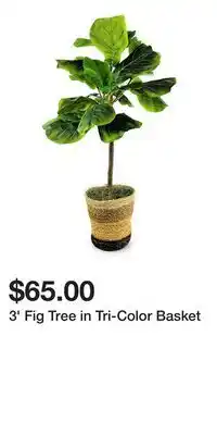 Big Lots 3' Fig Tree in Tri-Color Basket offer