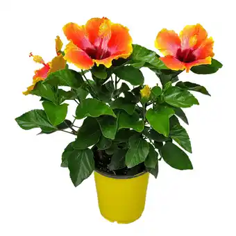 Walmart Tropical Plants of Florida 10 to 14 Fiesta Hibiscus Bush Colors Include Red, Orange, Yellow, Pink offer