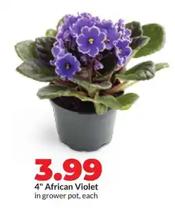 Hy-Vee 4 African Violet offer