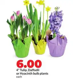 Hy-Vee 4 Tulip, Daffodil or Hyacinth bulb plants offer