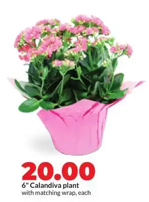 Hy-Vee 6 Calandiva plant offer