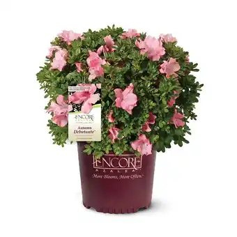 Walmart Encore Azalea Autumn Debutante (2 Gallon) Pink Flowering Shrub - Full Sun Live Outdoor Plant offer