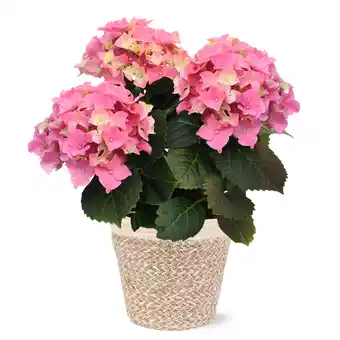 Walmart 5in Pink Hydrangea Ivo Jute Pot Live Plant offer