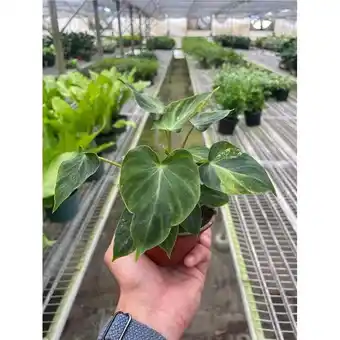 Walmart House Plant Dropship 4-PHILODENDRON-VERRUCOSUM 4 in. Pot Philodendron Verrucosum Plant offer