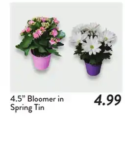 Fresh Thyme 4.5 Bloomer in Spring Tin offer