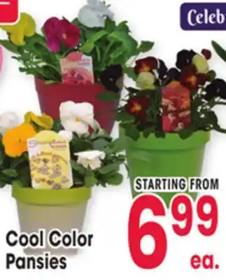 Jewel-Osco Cool Color Pansies offer