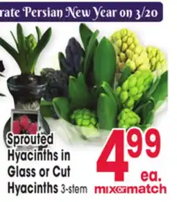 Jewel-Osco Sprouted Hyacinths in Glass or Cut Hyacinths offer