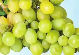 Bravo Supermarkets GREEN SEEDLESS GRAPES offer