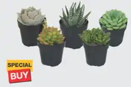 The Home Depot 2.5 Cactus & Succulents offer