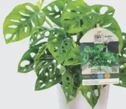 The Home Depot 12 cm Leafjoy Tropicals Premium offer