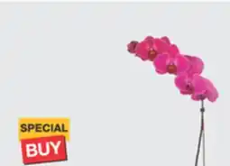 The Home Depot 5 Decorative Orchid offer