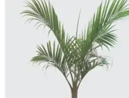 The Home Depot 10 Decorative Tropical offer