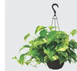 The Home Depot 8 Foliage Hanging Basket offer