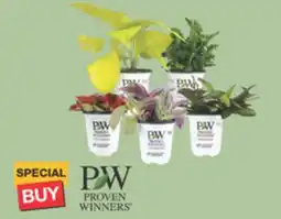 The Home Depot PROVEN WINNERS 9 cm Leafjoy Littles offer