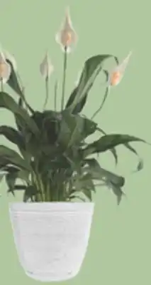 The Home Depot Vigora EXCLUSIVE #6 Decorative Tropical offer