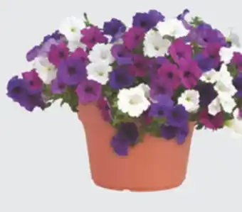 The Home Depot Wave #14 Terra Nova Annual Planter offer