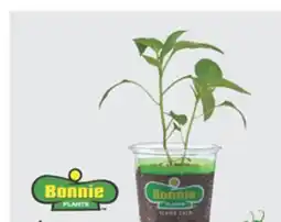 The Home Depot Bonnie 4.5 Hot Pepper offer