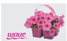 The Home Depot WAVE 4-Pack Petunias offer