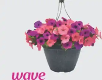 The Home Depot Wave #11 Select Petunia Hanging Basket offer