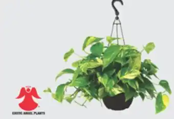 The Home Depot 8 Foliage Hanging Basket offer