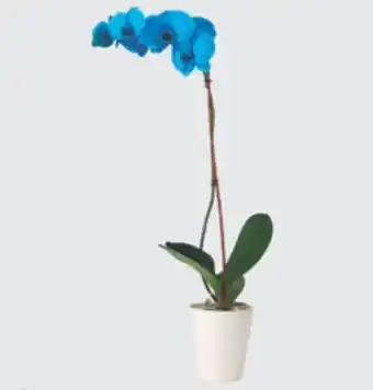 The Home Depot 5 Colorfuze Orchid offer