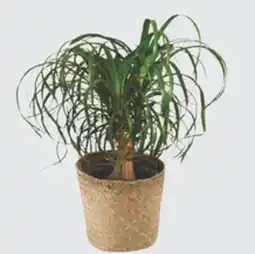 The Home Depot 10 Decorative Tropical offer