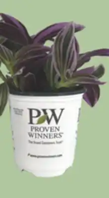 The Home Depot PROVEN WINNERS 9 cm Leafjoy Littles Premium houseplants offer