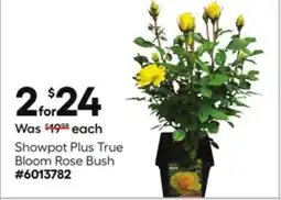 Lowe's Showpot Plus True Bloom Rose Bush offer