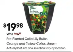 Lowe's Pre-Planted Calla Lily Bulbs offer