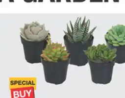 The Home Depot 2.5 Cactus & Succulents Low-maintenance plants offer